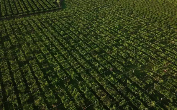 vigneto fumanelli amarone